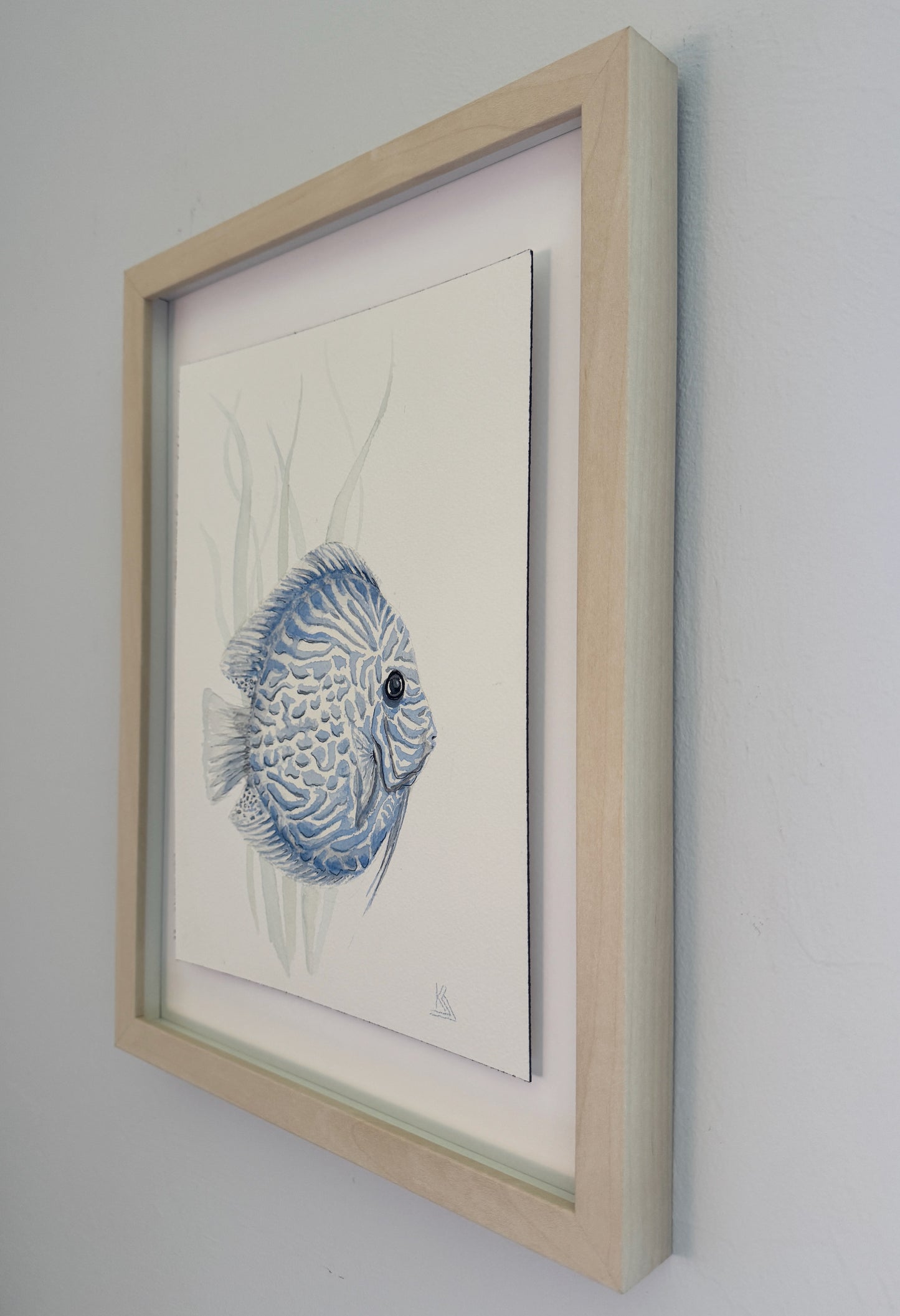 Tropical Blue Discus