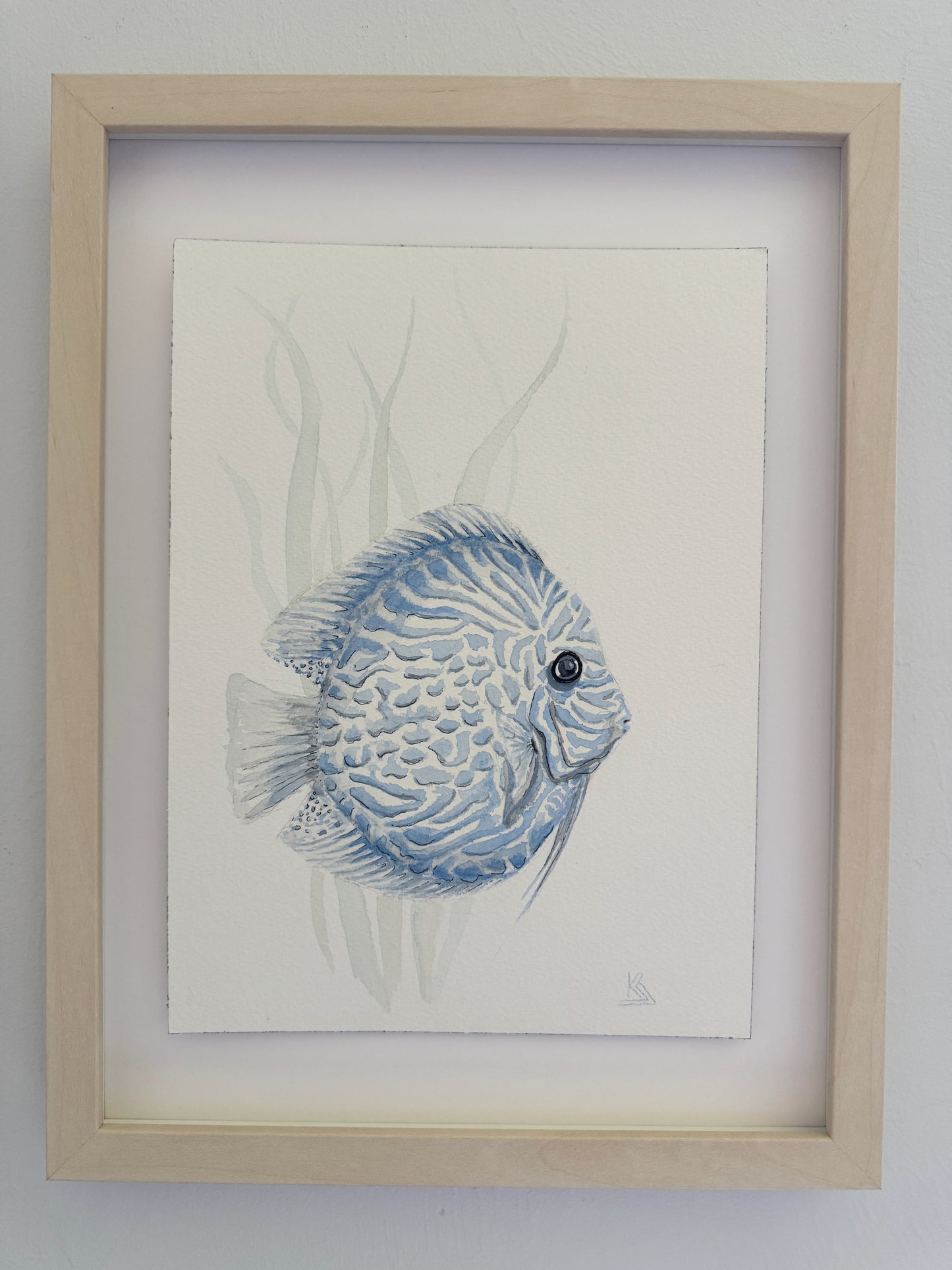 Tropical Blue Discus
