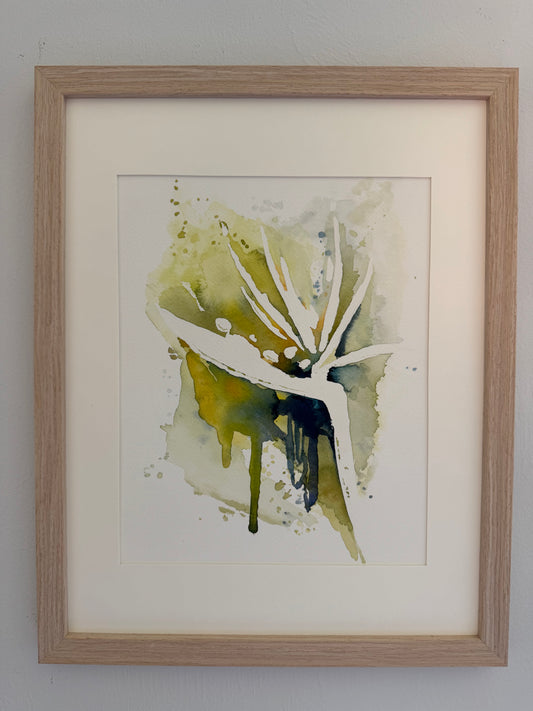 Bird of Paradise
