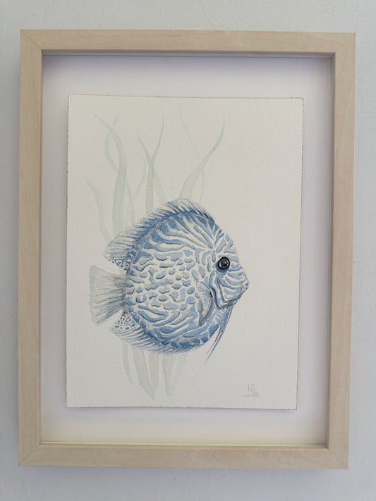 Tropical Blue Discus