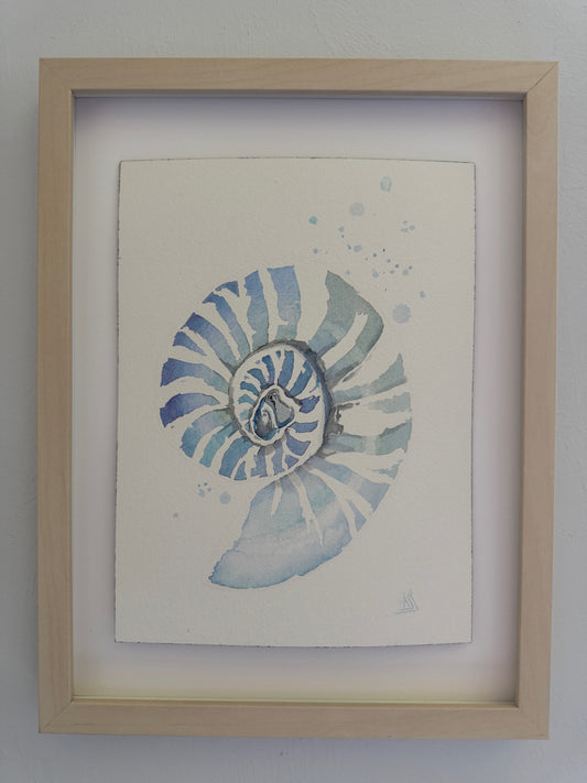 Nautilus Seashell
