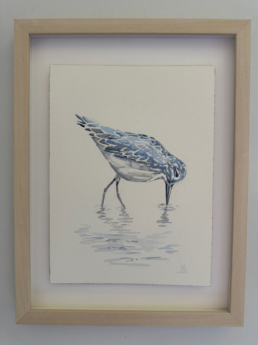 Blue Sandpiper