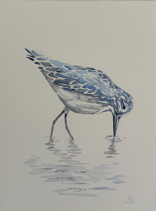 Blue Sandpiper