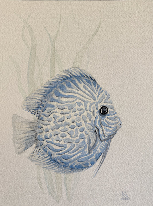 Tropical Blue Discus