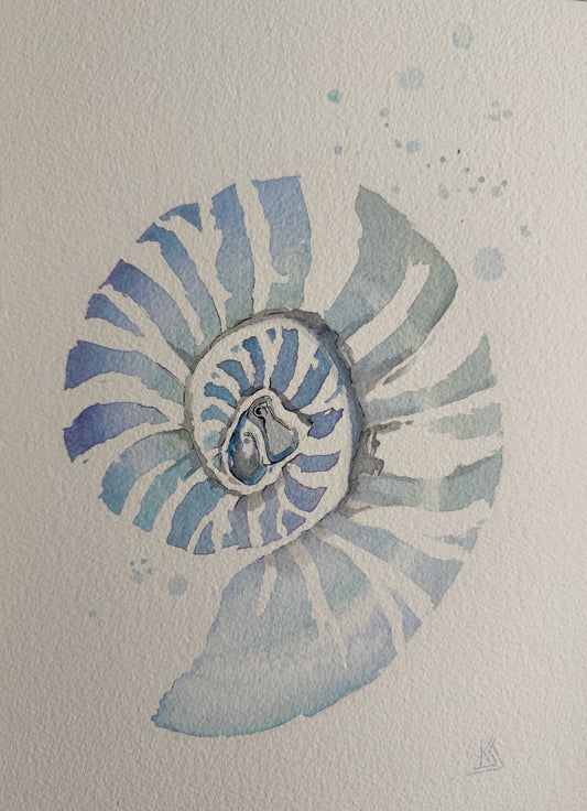 Nautilus Seashell
