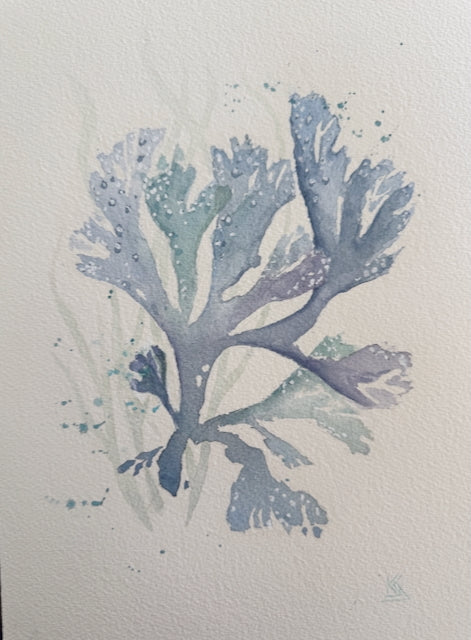 Coral Reef